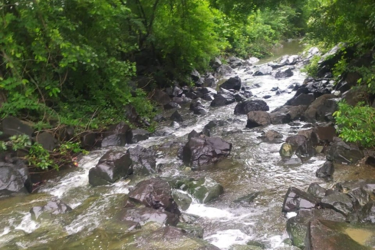 junglee--img05 junglee--img05